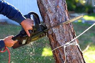 A tree removal expert using a chainsaw to cut down a tree