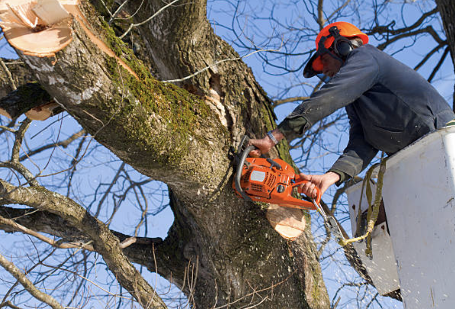 A worker in a harness, pruning branches from a tall tree